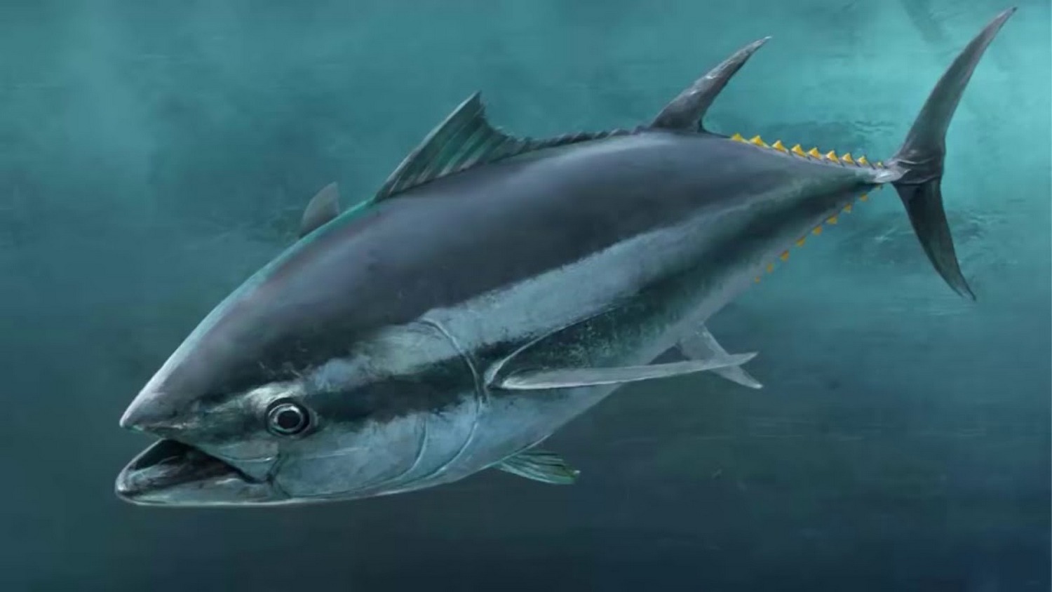 рыба тунец картинки